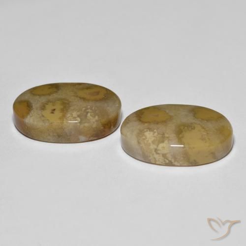 21.52 ct natürliche Mehrfarbig Korallen-Fossil-Edelsteine, Oval, Lichtundurchlässig