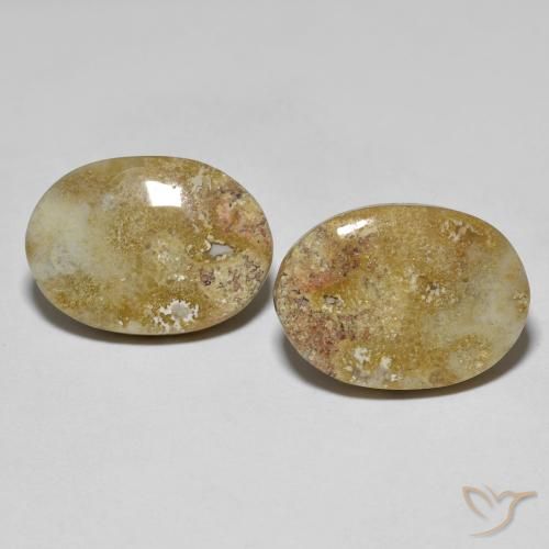 16.68ctw Natürlicher Mehrfarbig Korallen-Fossil, Oval, Lichtundurchlässig