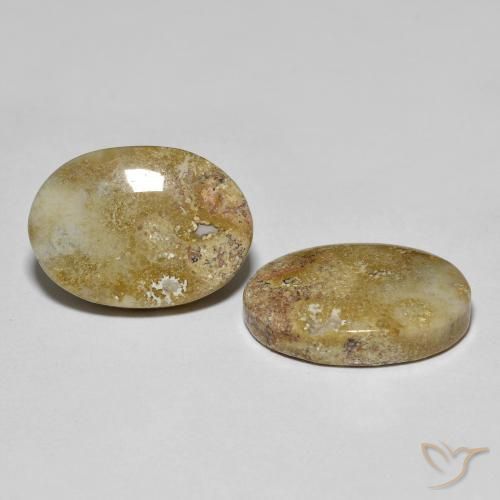 16,68 ct natürliche mehrfarbiger Fossile Koralle-Edelsteine, Oval Schliff, Lichtundurchlässig