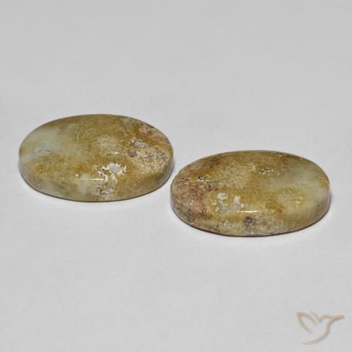 16,68 ct natürliche mehrfarbiger Fossile Koralle-Edelsteine, Oval Schliff, Lichtundurchlässig