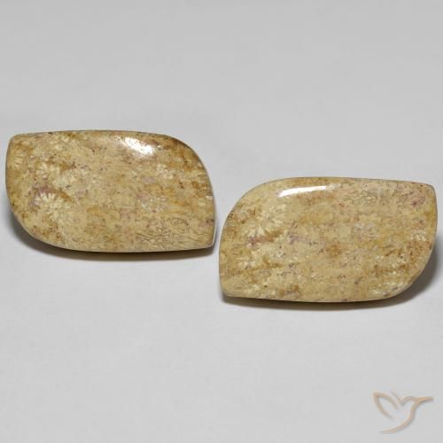 27.38ctw Natürlicher Mehrfarbig Korallen-Fossil, Fantasie, Lichtundurchlässig
