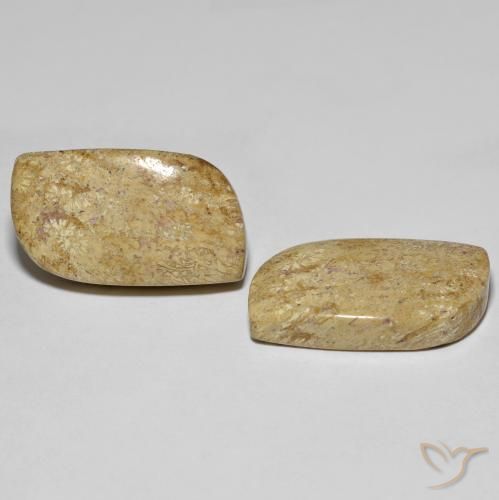 27.38 ct natürliche Mehrfarbig Korallen-Fossil-Edelsteine, Fantasie, Lichtundurchlässig