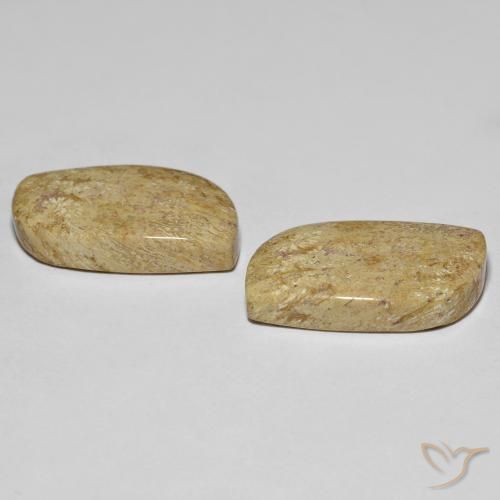 27.38 ct natürliche Mehrfarbig Korallen-Fossil-Edelsteine, Fantasie, Lichtundurchlässig