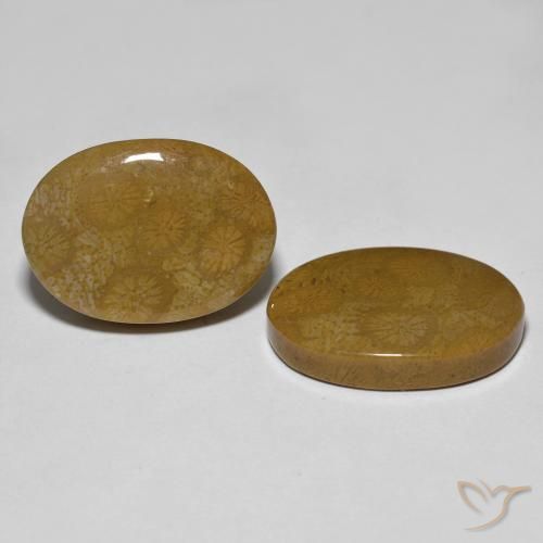 26.39 ct natürliche Mehrfarbig Korallen-Fossil-Edelsteine, Oval, Lichtundurchlässig