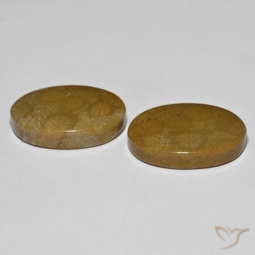 26.39 ct natürliche Mehrfarbig Korallen-Fossil-Edelsteine, Oval, Lichtundurchlässig