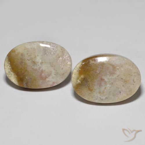 34.92ctw Natürlicher Mehrfarbig Korallen-Fossil, Oval, Lichtundurchlässig
