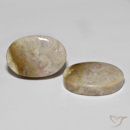 34.92 ct natürliche Mehrfarbig Korallen-Fossil-Edelsteine, Oval, Lichtundurchlässig