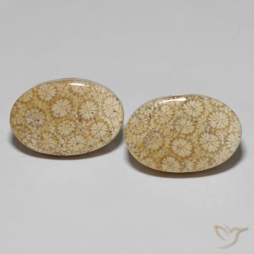 29.24ctw Natürlicher Mehrfarbig Korallen-Fossil, Oval, Lichtundurchlässig