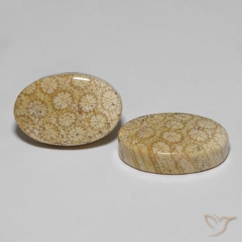 29.24 ct natürliche Mehrfarbig Korallen-Fossil-Edelsteine, Oval, Lichtundurchlässig