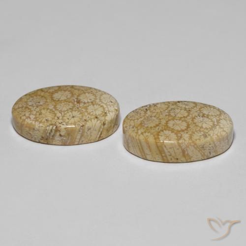 29.24 ct natürliche Mehrfarbig Korallen-Fossil-Edelsteine, Oval, Lichtundurchlässig