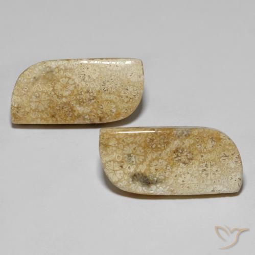 28.82ctw Natürlicher Mehrfarbig Korallen-Fossil, Fantasie, Lichtundurchlässig