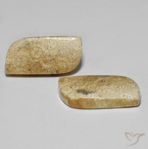 28.82 ct natürliche Mehrfarbig Korallen-Fossil-Edelsteine, Fantasie, Lichtundurchlässig