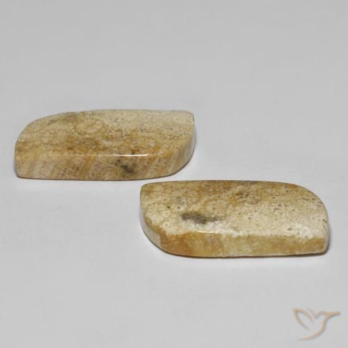 28.82 ct natürliche Mehrfarbig Korallen-Fossil-Edelsteine, Fantasie, Lichtundurchlässig