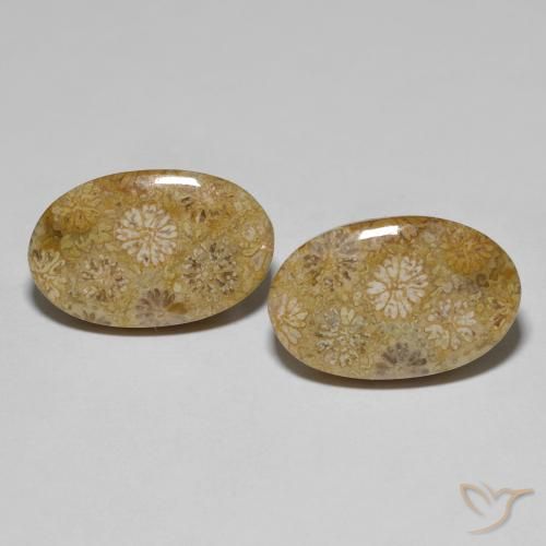 22.57ctw Natürlicher Mehrfarbig Korallen-Fossil, Oval, Lichtundurchlässig