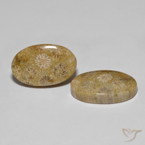22.57 ct natürliche Mehrfarbig Korallen-Fossil-Edelsteine, Oval, Lichtundurchlässig