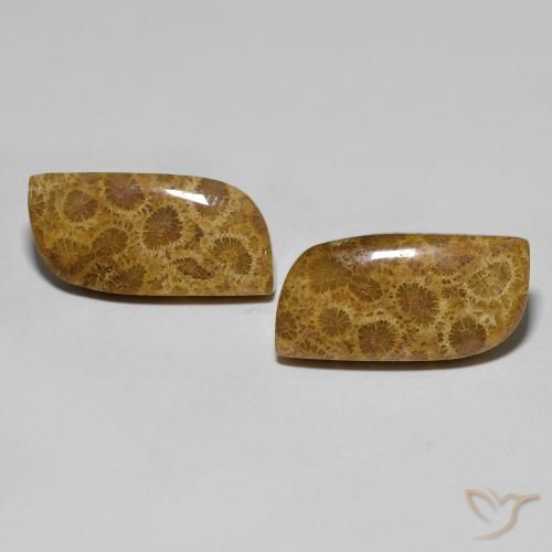 17.76ctw Natürlicher Mehrfarbig Korallen-Fossil, Fantasie, Lichtundurchlässig