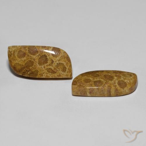 17.76 ct natürliche Mehrfarbig Korallen-Fossil-Edelsteine, Fantasie, Lichtundurchlässig