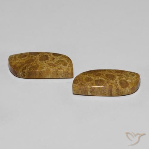 17.76 ct natürliche Mehrfarbig Korallen-Fossil-Edelsteine, Fantasie, Lichtundurchlässig