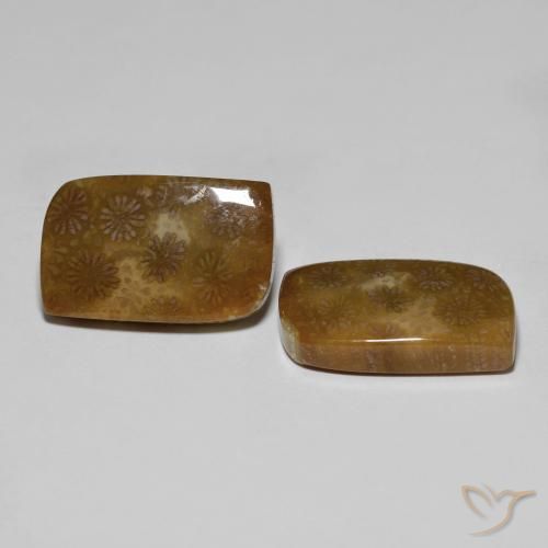 30.11 ct natürliche Mehrfarbig Korallen-Fossil-Edelsteine, Fantasie, Lichtundurchlässig
