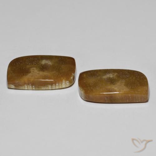 30.11 ct natürliche Mehrfarbig Korallen-Fossil-Edelsteine, Fantasie, Lichtundurchlässig