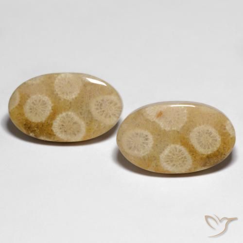28.88ctw Natürlicher Mehrfarbig Korallen-Fossil, Oval, Lichtundurchlässig