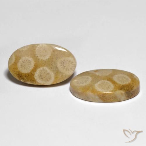 28.88 ct natürliche Mehrfarbig Korallen-Fossil-Edelsteine, Oval, Lichtundurchlässig