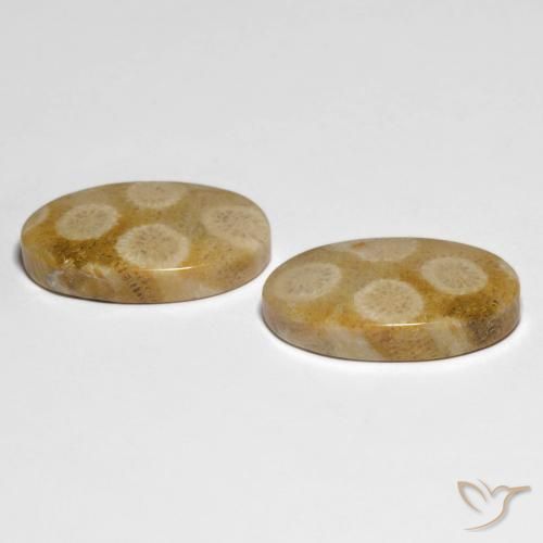 28.88 ct natürliche Mehrfarbig Korallen-Fossil-Edelsteine, Oval, Lichtundurchlässig