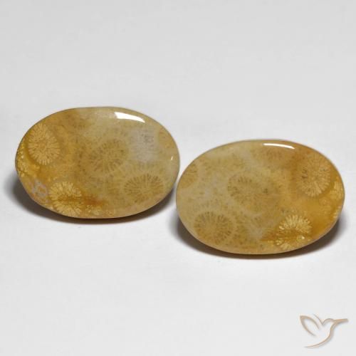 29.58ctw Natürlicher Mehrfarbig Korallen-Fossil, Oval, Lichtundurchlässig