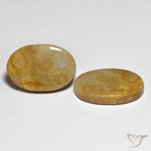 29.58 ct natürliche Mehrfarbig Korallen-Fossil-Edelsteine, Oval, Lichtundurchlässig