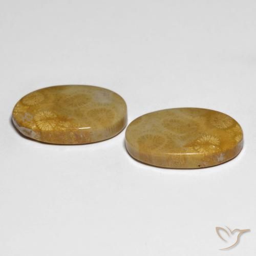 29.58 ct natürliche Mehrfarbig Korallen-Fossil-Edelsteine, Oval, Lichtundurchlässig