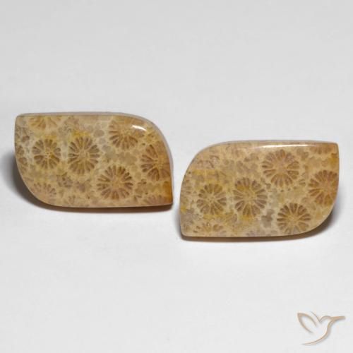 25.29ctw Natürlicher Mehrfarbig Korallen-Fossil, Fantasie, Lichtundurchlässig