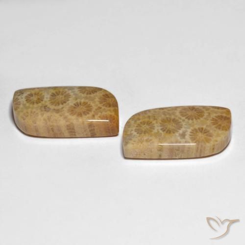 25.29 ct natürliche Mehrfarbig Korallen-Fossil-Edelsteine, Fantasie, Lichtundurchlässig