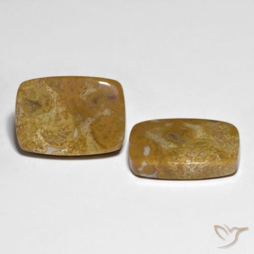 27.23 ct natürliche Mehrfarbig Korallen-Fossil-Edelsteine, Kissen, Lichtundurchlässig