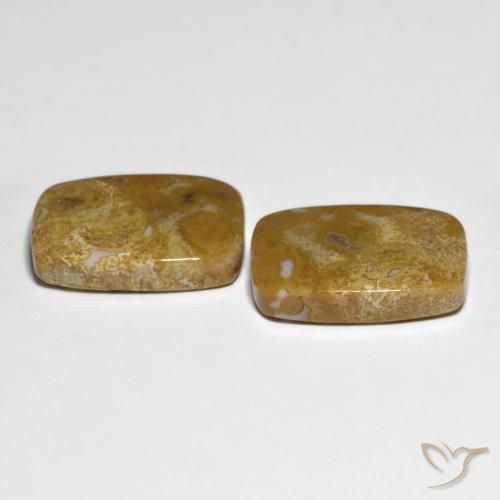 27.23 ct natürliche Mehrfarbig Korallen-Fossil-Edelsteine, Kissen, Lichtundurchlässig