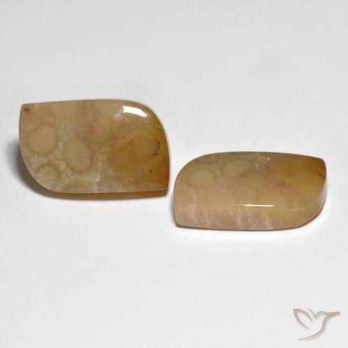 30.66 ct natürliche Mehrfarbig Korallen-Fossil-Edelsteine, Fantasie, Lichtundurchlässig