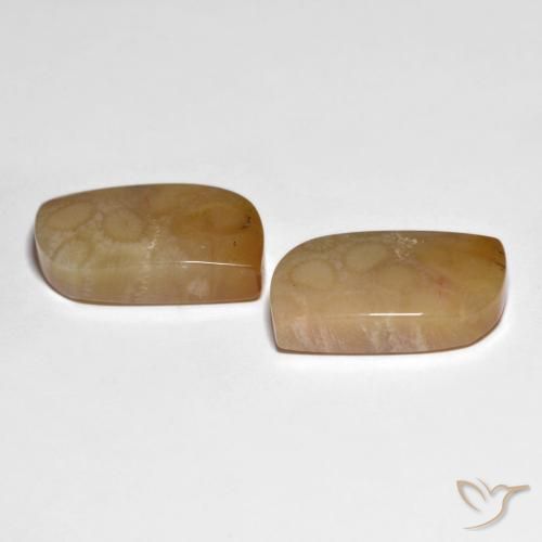30.66 ct natürliche Mehrfarbig Korallen-Fossil-Edelsteine, Fantasie, Lichtundurchlässig