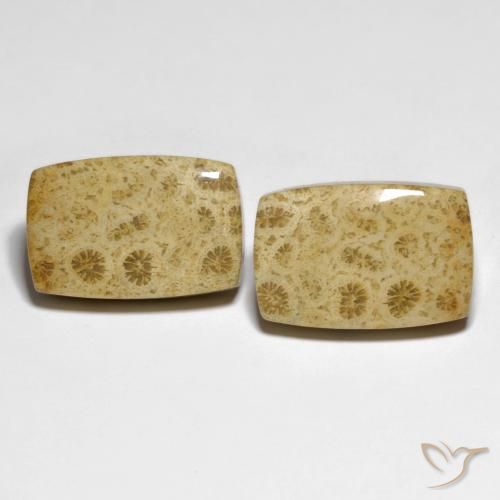 32.19ctw Natürlicher Mehrfarbig Korallen-Fossil, Kissen, Lichtundurchlässig