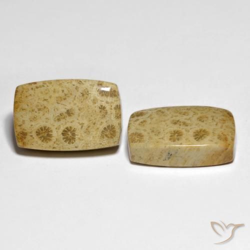 32.19 ct natürliche Mehrfarbig Korallen-Fossil-Edelsteine, Kissen, Lichtundurchlässig