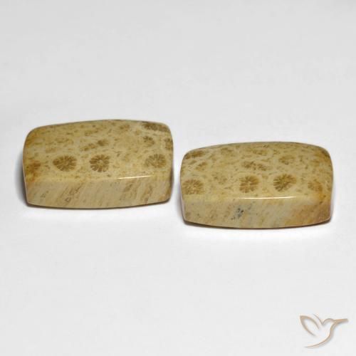 32.19 ct natürliche Mehrfarbig Korallen-Fossil-Edelsteine, Kissen, Lichtundurchlässig