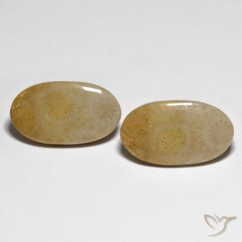 20.84ctw Natürlicher Mehrfarbig Korallen-Fossil, Oval, Lichtundurchlässig