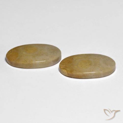 20.84 ct natürliche Mehrfarbig Korallen-Fossil-Edelsteine, Oval, Lichtundurchlässig