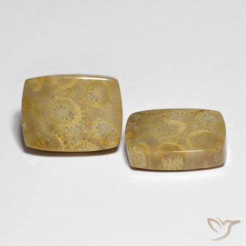 22.82 ct natürliche Mehrfarbig Korallen-Fossil-Edelsteine, Kissen, Lichtundurchlässig