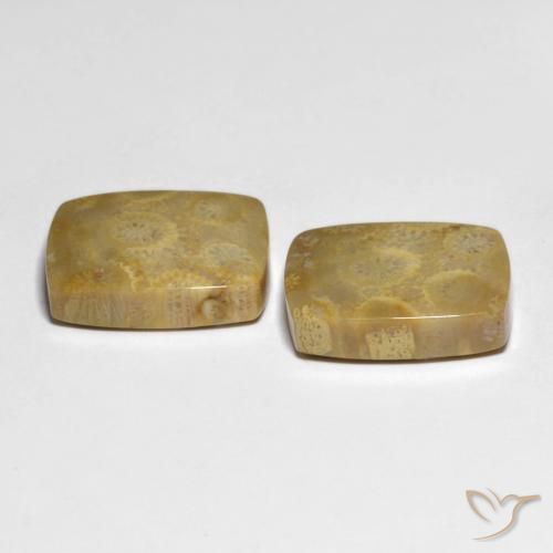 22.82 ct natürliche Mehrfarbig Korallen-Fossil-Edelsteine, Kissen, Lichtundurchlässig