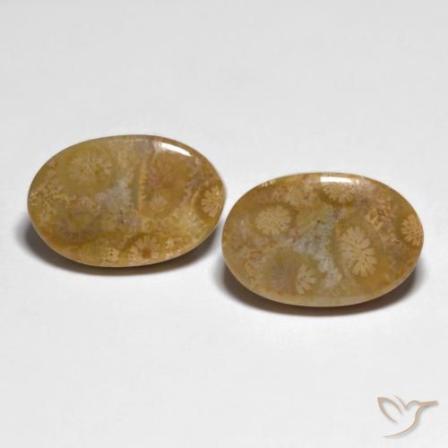 19.51ctw Natürlicher Mehrfarbig Korallen-Fossil, Oval, Lichtundurchlässig