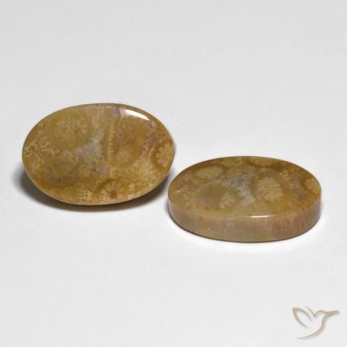 19.51 ct natürliche Mehrfarbig Korallen-Fossil-Edelsteine, Oval, Lichtundurchlässig