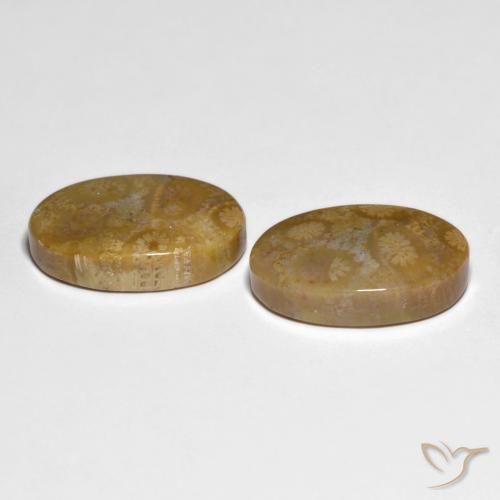 19.51 ct natürliche Mehrfarbig Korallen-Fossil-Edelsteine, Oval, Lichtundurchlässig
