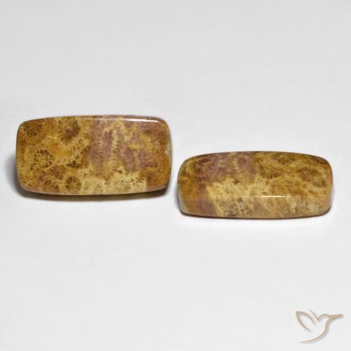 21.66 ct natürliche Mehrfarbig Korallen-Fossil-Edelsteine, Kissen, Lichtundurchlässig