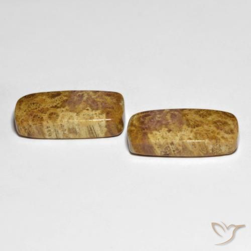 21.66 ct natürliche Mehrfarbig Korallen-Fossil-Edelsteine, Kissen, Lichtundurchlässig