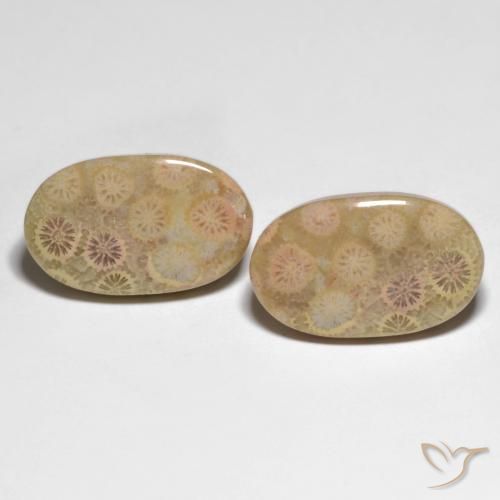 26.13ctw Natürlicher Mehrfarbig Korallen-Fossil, Oval, Lichtundurchlässig