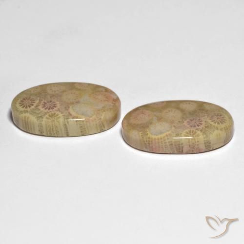 26.13 ct natürliche Mehrfarbig Korallen-Fossil-Edelsteine, Oval, Lichtundurchlässig
